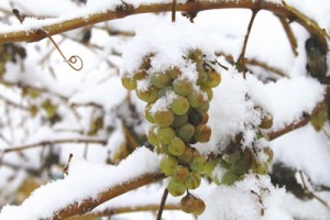 Виноград в снегу
